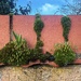 Moss sporophytes