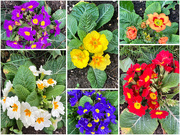 27th Feb 2025 - A Splash of Colour 