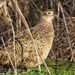 Female pheasant  by craftymeg