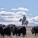 cattle drive