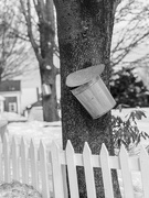 27th Feb 2025 - Salted Maple Syrup