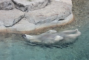 27th Feb 2025 - Polar Bear Day