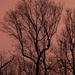 Sunset Tree by yesfantina
