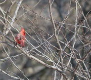 27th Feb 2025 - A Red Boost