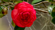 27th Feb 2025 - Camellia Bloom!