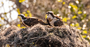 27th Feb 2025 - The Osprey's Were Sounding Off!