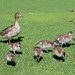 Quack Quack by leggzy