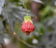 28th Feb 2025 - Callianthe Picta