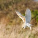 Barn Owl.