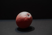 26th Feb 2025 - Cara Cara orange_