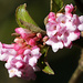 Viburnum by fishers
