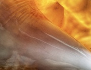 28th Feb 2025 - Sea Shell