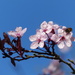 Blossom, Blue Sky and a Bee by susiemc