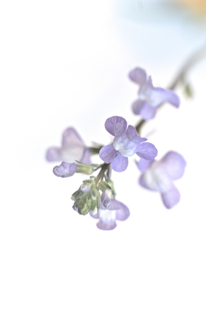 Wild Flower by photohoot