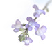 Wild Flower
