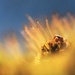 Late Winter Glow by juliedduncan