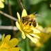 Busy bee by dragey74