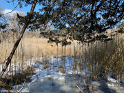 27th Feb 2025 - The Marsh in Winter