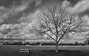 26th Feb 2025 - A tree, a bench and a pre-set