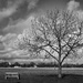 A tree, a bench and a pre-set