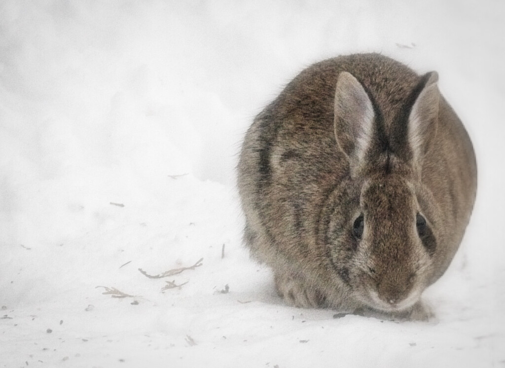 Winter Rabbit by gardencat