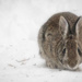 Winter Rabbit