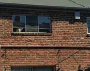 1st Mar 2025 - New Neighbor