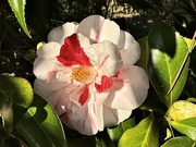 27th Feb 2025 - Sunlit camellia 