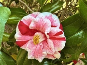 26th Feb 2025 - Camellia