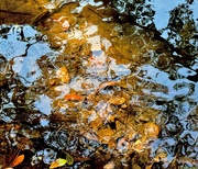 26th Feb 2025 - Pond reflections