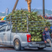 Coconut Delivery Man and helper.