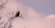 28th Feb 2025 - Bald Eagle Keeping an Eye Out!