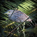 Night Heron by judithdeacon