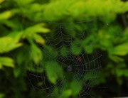 1st Mar 2025 - spidery event