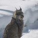 Canada Lynx by radiogirl