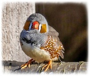 1st Mar 2025 - Zebra Finch