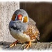 Zebra Finch