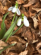 1st Mar 2025 - Spring Sign Snowdrop