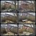Shed No More