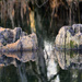 Tree stumps. by neil_ge