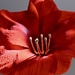 Amaryllis  by wakelys