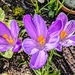 Crocuses 