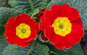 1st Mar 2025 - Primula red 