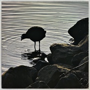 27th Feb 2025 - Ordinary killer bird
