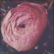 28th Feb 2025 - Killing me softly