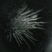 A spikey outcome #1 by robz