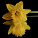 First Daff by carole_sandford