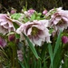Hellebores 