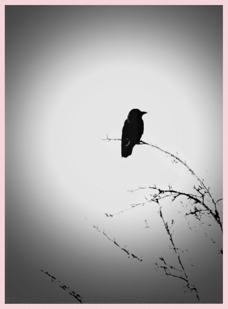 Crow in the Morning by eahopp