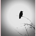 Crow in the Morning